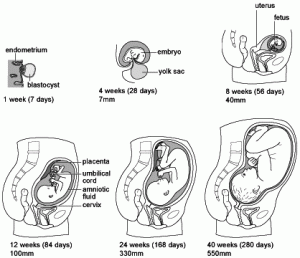 Pregnancy Cycle